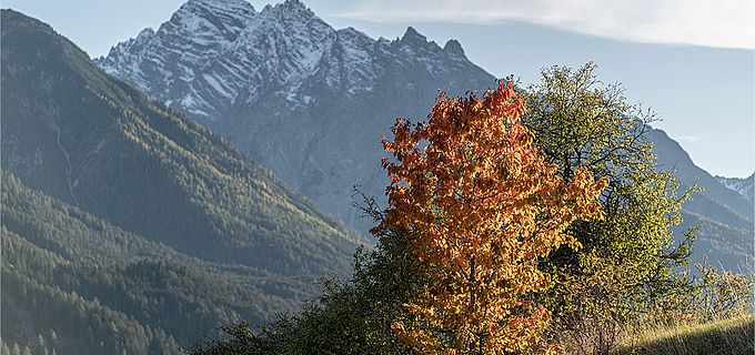 Schweizerischer Nationalpark